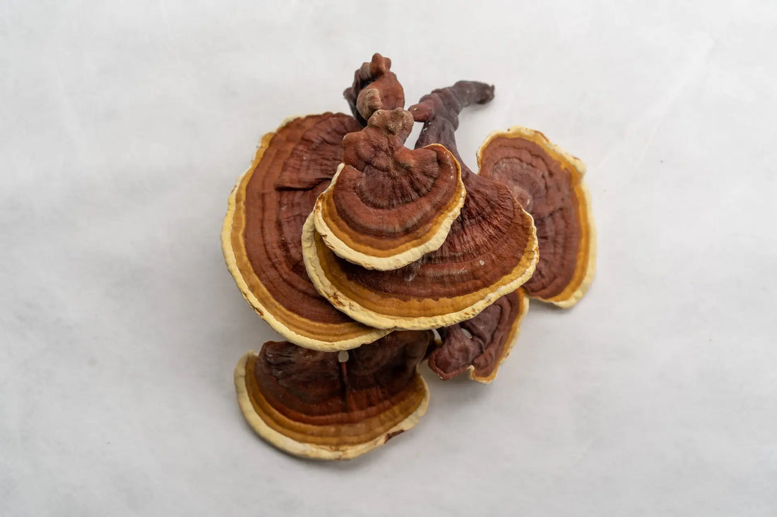 Reishi-Pilz: Geschichte und Anwendung im Überblick
