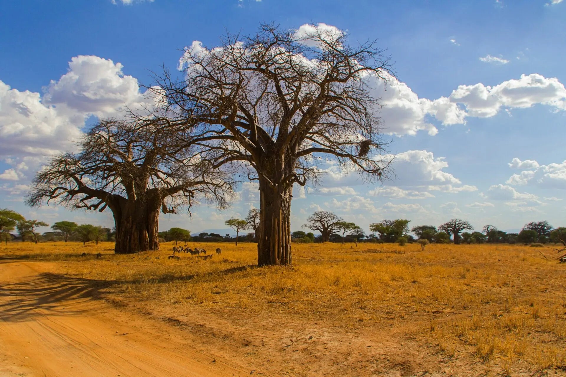 Baobab