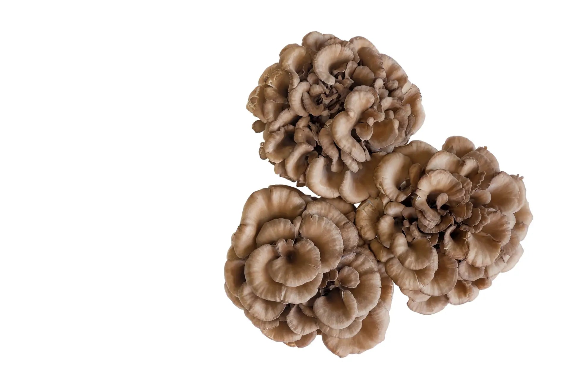 Maitake-Pilz: Alles über den vielseitigen Vitalpilz Grifola frondosa