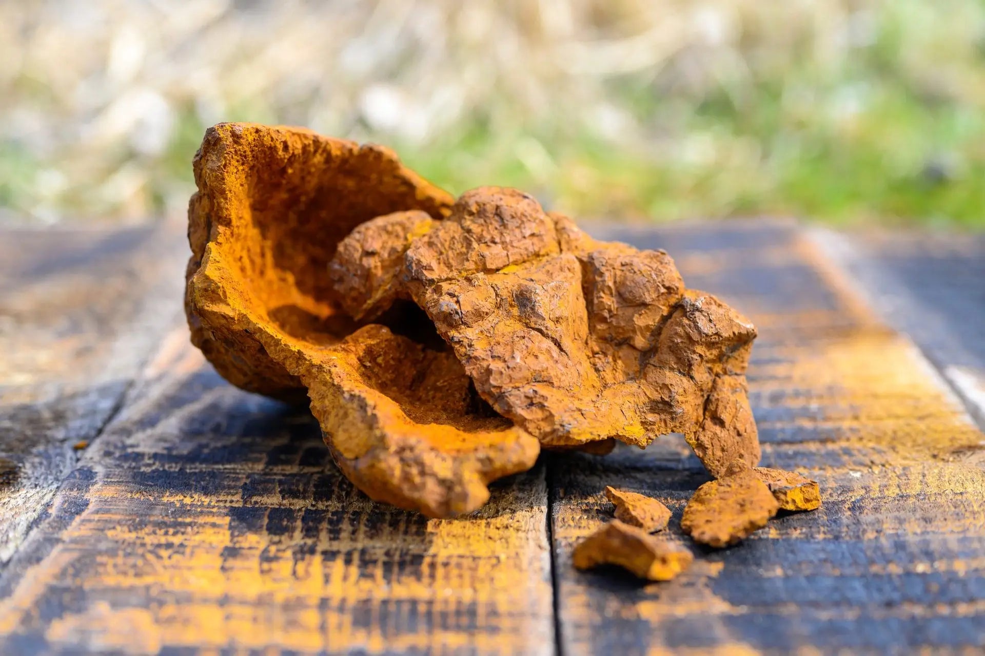 Chaga Pilz