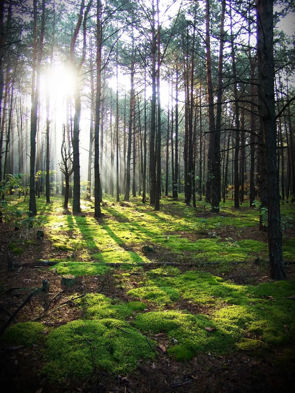 Nur fünf Minuten im Wald