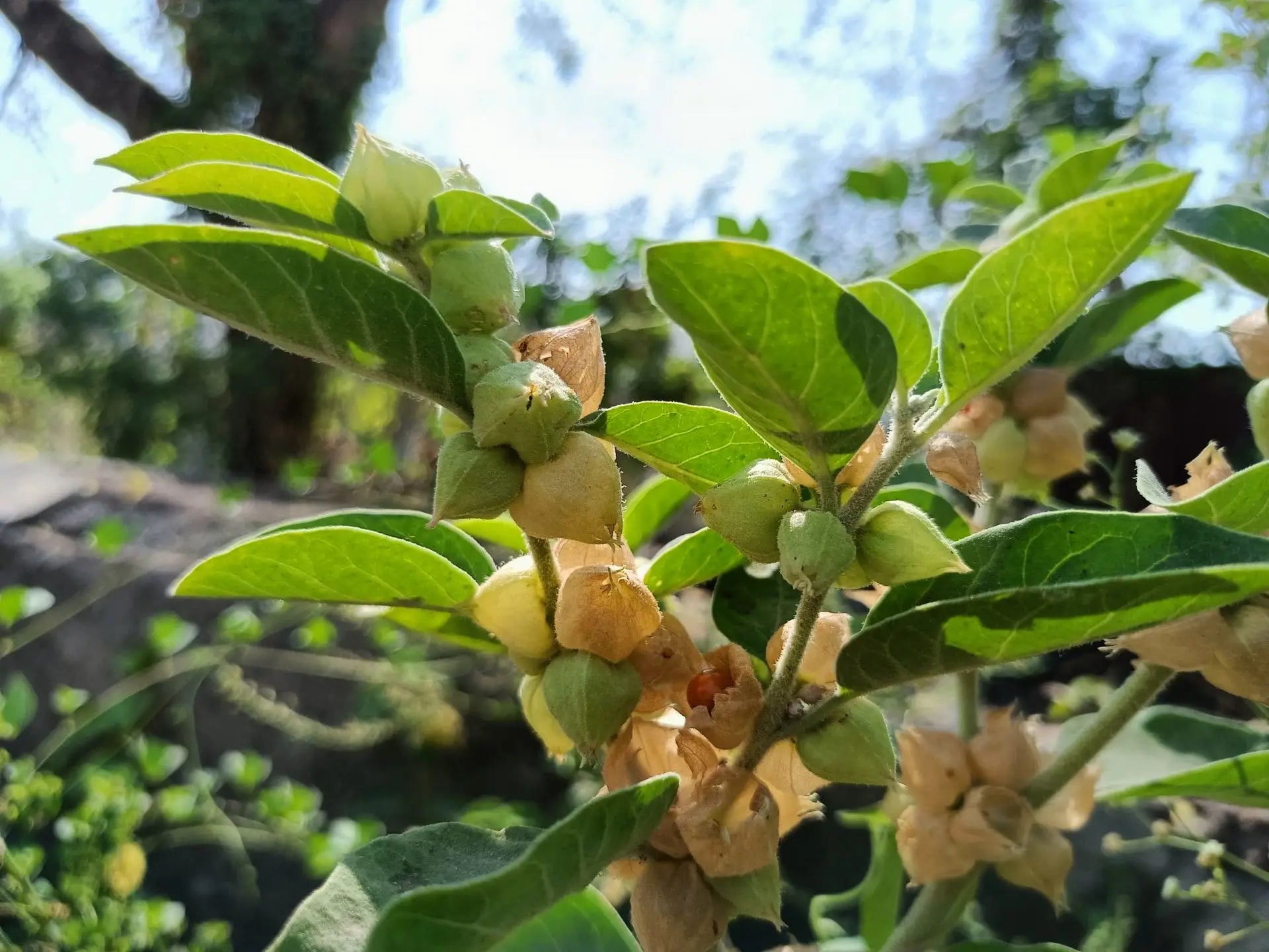 Ashwagandha